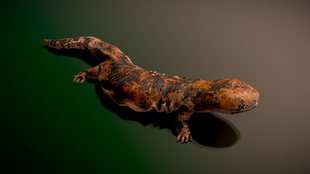 大鲵 娃娃鱼模型 海洋动物 3D模型 三维 FBX PBR写实模型 Blender