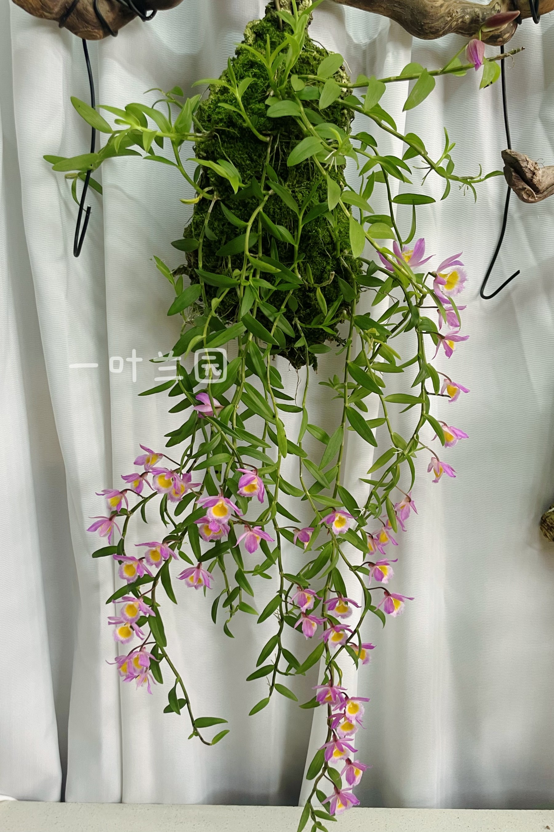 台湾高端石斛兰 红美花 板植葡萄牙软木,鲜花速递/花卉仿真/绿植园艺,国兰/杂交兰/洋兰类,淘宝优惠券,粉丝福利购,淘宝优惠卷