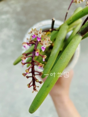 原生珍奇品种牛角兰