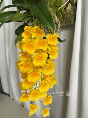 泰聚石斛 泰国聚石斛 黄金石斛 春天花期 可暴晒好养易复花