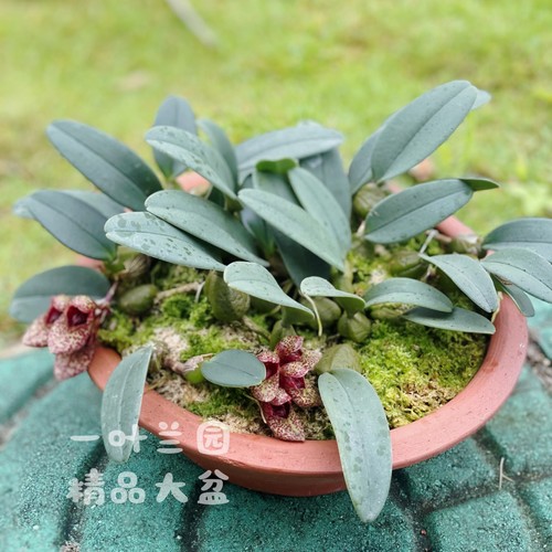 石豆兰阳台庭院小品种洋兰花卉