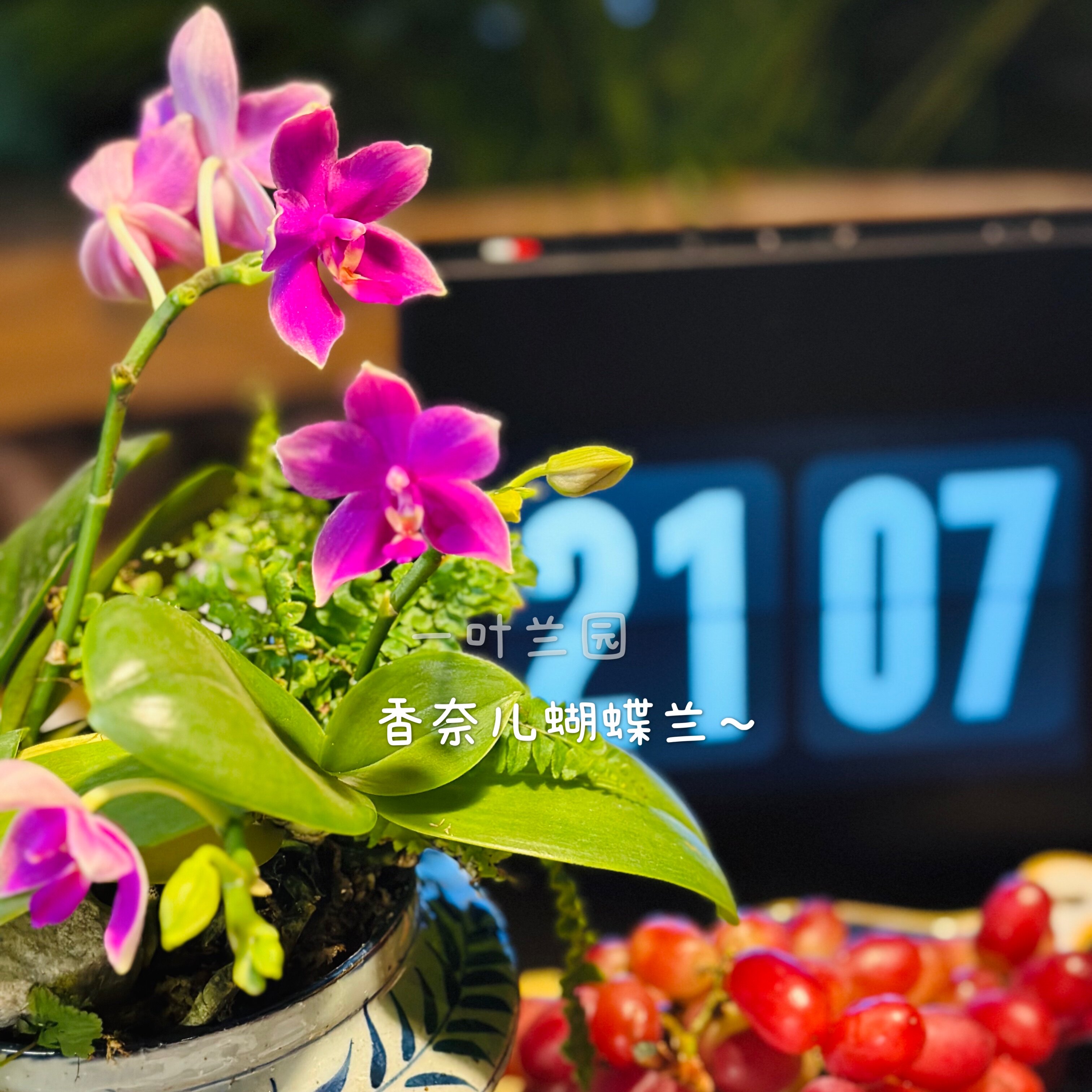 浓香型蝴蝶兰 香奈儿蝴蝶兰