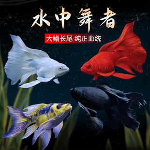 台湾狮子头蝴蝶鲤纯种石膏白短身球体耐寒冷水观赏鱼淡水锦鲤鱼苗