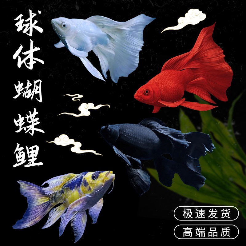 蝴蝶鲤短球体大鳍大尾高端锦鲤