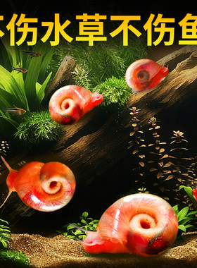 鱼缸小灯笼螺活体免冬眠易养