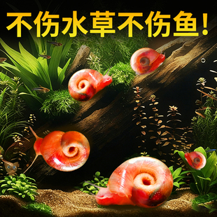 苹果螺活体清洁鱼缸超大号除藻观赏螺淡水草工具吃鱼粪便蜗牛乌龟