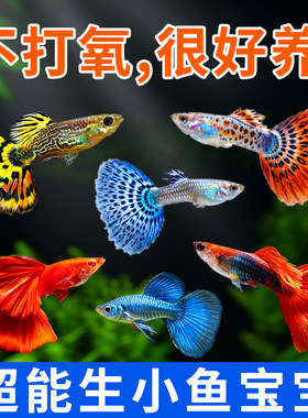 纯种孔雀鱼活体好养热带淡水