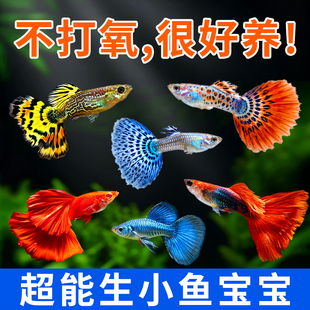 孔雀鱼观赏鱼纯种小型热带淡水好养耐活自来水鱼苗临产孕母大尾巴
