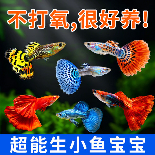 纯种孔雀鱼活体好养热带淡水