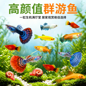 孔雀凤尾小型精品好养耐活观赏鱼