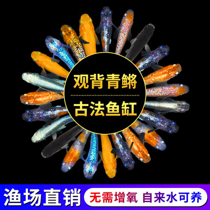 观赏鱼精品观背青鳉耐活好养冷水鱼天使之翼小鱼活生命力强不打氧