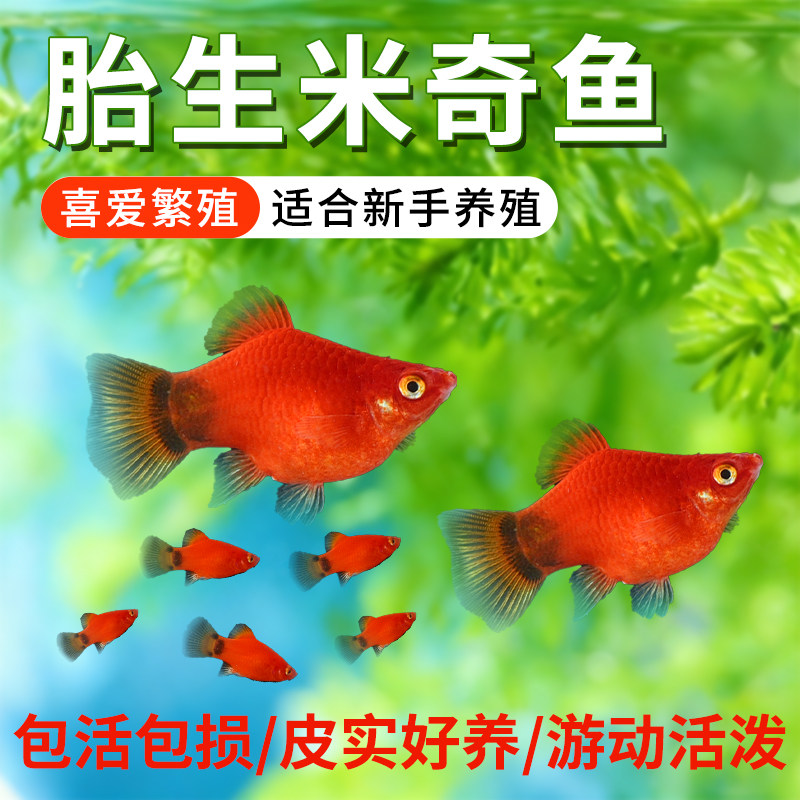 红米奇胎生小鱼玛丽球好养耐活月光鱼小型热带观赏鱼活体孕母淡水