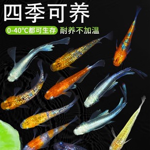 观背青鳉观赏鱼冷水鱼苗不打氧好养活体小型欢背精品生命力强天使