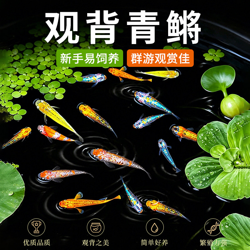观背青鳉好养耐活冷水古法生态缸