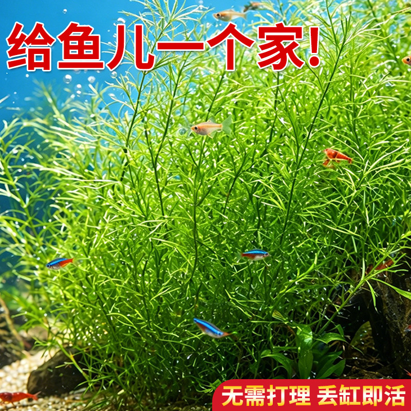 新手竹节草淡水草缸好养净水