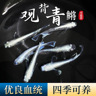 观背青鳉鱼古法养鱼不打氧