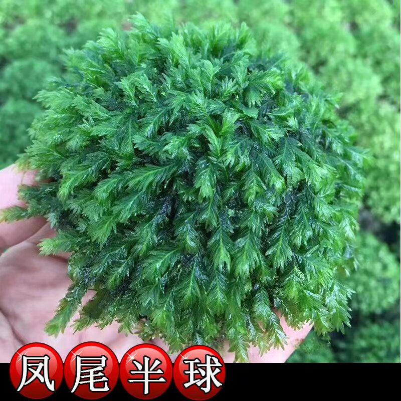 莫斯合集 小三角莫斯 垂泪莫斯 美凤莫斯 垂泪莫斯 活体水草 草缸