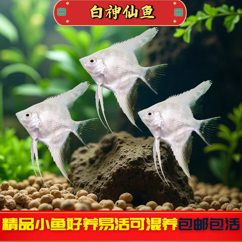 白神仙鱼热带观赏鱼燕鱼