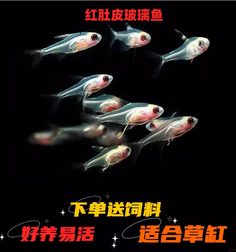 热带鱼淡水红肚皮鱼群游好养耐活