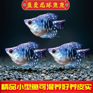 蓝曼龙球鱼热带淡水观赏鱼丝足蓝黄曼龙鱼草缸小型热带活体观赏鱼