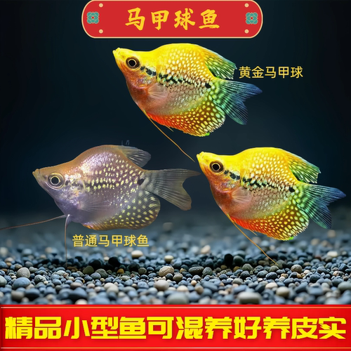 黄金马甲球鱼珍珠马甲鱼草缸鱼