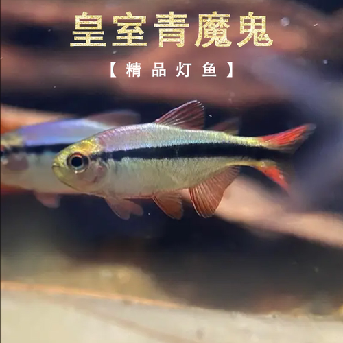 皇室青魔鬼灯鱼淡水观赏鱼