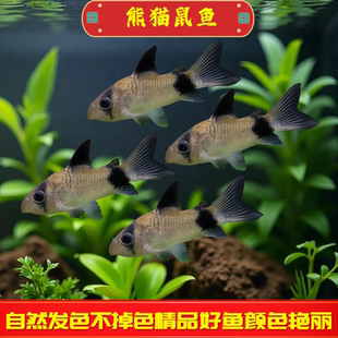 熊猫鼠鱼观赏鱼活体工具鱼鼠鱼清洁工鱼群游草缸热带鱼小型