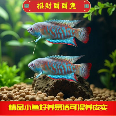 招财丽丽鱼热带鱼观赏鱼小型鱼