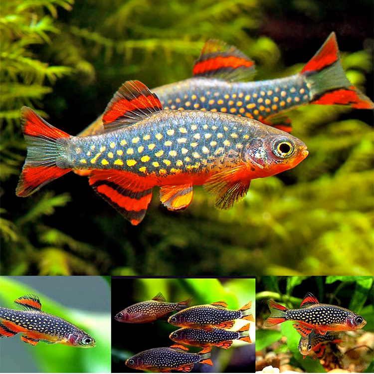 火炽金钻灯鱼火翅红翅珍珠灯科鱼淡水热带银河斑马小型草缸群游鱼,宠物/宠物食品及用品,鱼,淘宝优惠券,粉丝福利购,淘宝优惠卷