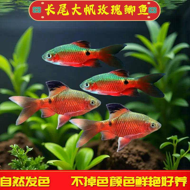 大帆玫瑰鲫广温鱼长尾飘逸好养耐活招财耐低温溪流缸观赏鱼可混养