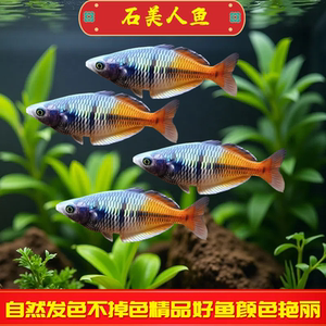 石美人鱼观赏鱼公鱼热带淡水小型