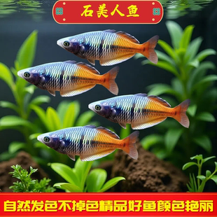 石美人鱼观赏鱼公鱼观赏鱼热带淡水电光美人鱼小型活体鱼好养易活