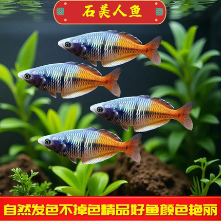 石美人鱼观赏鱼公鱼观赏鱼热带淡水电光美人鱼小型活体鱼好养易活