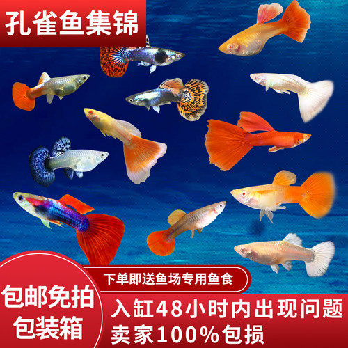 孔雀鱼观赏鱼小型鱼巴西红淡水