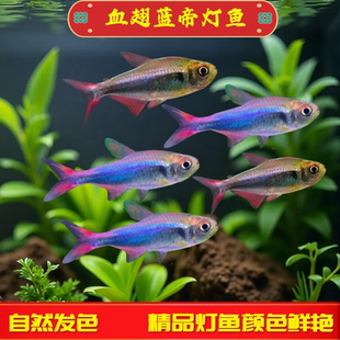 血翅蓝帝灯鱼红尾蓝帝草缸群游鱼高端稀有热带观赏鱼小型淡水鱼苗