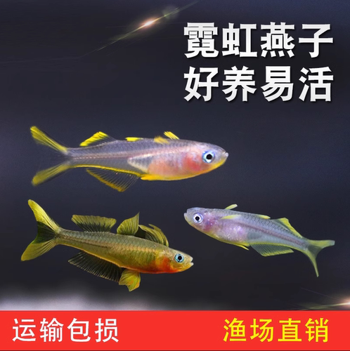 霓虹燕子鱼热带鱼淡水观赏鱼