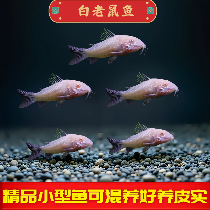 白老鼠鱼底栖鱼清道夫清洁鱼