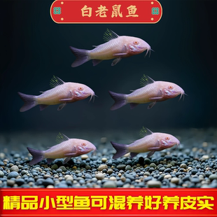 白老鼠鱼底栖鱼清道夫垃圾熊猫珍珠鼠花鼠清洁观赏热带宠物鱼活体