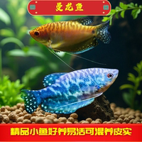 曼龙鱼活体中小型鱼热带观赏鱼淡水鱼新手宠物耐活蓝黄金吃蛋白虫