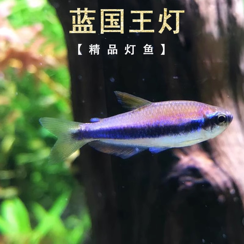 帝王灯蓝国王灯鱼淡水热带鱼