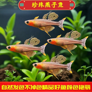 阿鲁燕子灯鱼大帆珍珠燕子鱼活泼易养群游热带观赏鱼草缸鱼淡水鱼