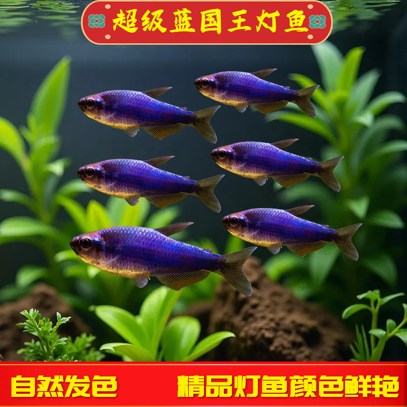 超级蓝国王鱼超级蓝凯瑞南美热带观赏鱼小型灯科鱼高端鱼淡水群游