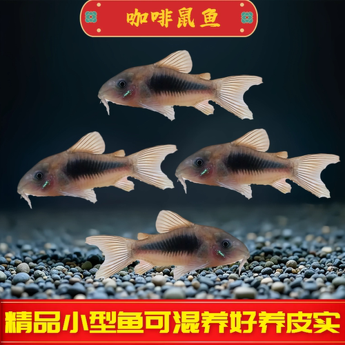 咖啡鼠鱼青铜鼠底栖鱼清理饲料