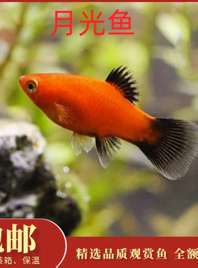 黑尾月光鱼米奇玛丽观赏鱼好养耐活新手好养胎生鱼会生小鱼可繁殖