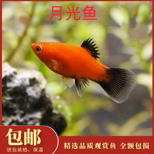 月光鱼淡水玛丽鱼观赏鱼