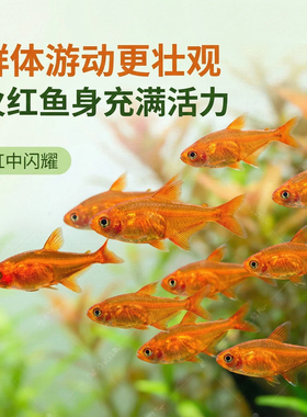 喷火灯鱼热带鱼观赏鱼活体淡水小型鱼草缸群游鱼灯鱼好养的小鱼苗