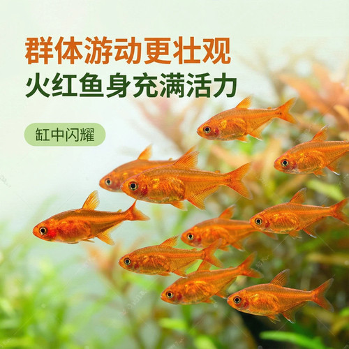 喷火灯鱼热带鱼观赏鱼草缸群游