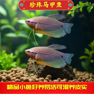 珍珠马甲鱼热带观赏鱼淡水鱼丝足鱼观赏鱼好养耐活小型鱼不用氧气