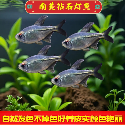 南美钻石灯鱼南美进口热带观赏鱼群游鱼活体草缸小型鱼好养可混养