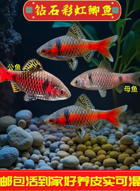 钻石彩虹鲫冷水耐寒好养原生鱼溪流缸小型鱼活体群游观赏鱼可混养